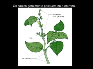 Os caules geralmente possuem nó e entrenó. 