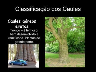 Classificação dos Caules Caules aéreos eretos Tronco – é lenhoso, bem desenvolvido e ramificado. Plantas de grande porte. 
