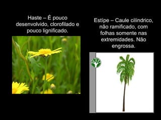 Haste – É pouco desenvolvido, clorofilado e pouco lignificado. Estípe – Caule cilíndrico, não ramificado, com folhas somente nas extremidades. Não engrossa. 