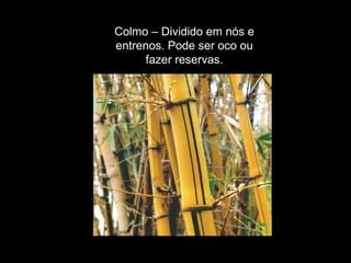 Colmo – Dividido em nós e entrenos. Pode ser oco ou fazer reservas. 