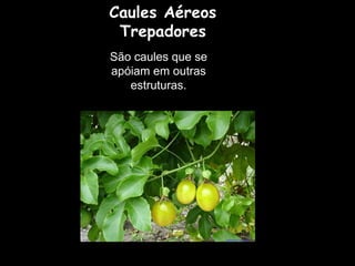Caules Aéreos Trepadores São caules que se apóiam em outras estruturas. 