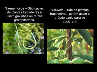 Sarmentosos – São caules de plantas trepadeiras e usam gavinhas ou raízes grampiformes. Volúveis – São de plantas trepadeiras,  porém usam o próprio caule para se apoiarem. 