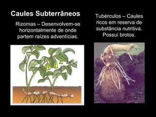 Caules Subterrâneos Rizomas – Desenvolvem-se horizontalmente de onde partem raízes adventícias. Tubérculos – Caules ricos em reserva de substância nutritiva. Possui brotos. 
