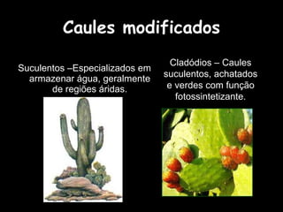 Caules modificados Suculentos –Especializados em armazenar água, geralmente de regiões áridas. Cladódios – Caules suculentos, achatados e verdes com função fotossintetizante. 