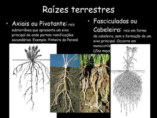 Raízes terrestres Axiais ou Pivotante:   raiz subterrânea que apresenta um eixo principal de onde partem ramificações secundárias. Exemplo: Pinheiro do Paraná ( Araucaria angustifolia );   Fasciculadas ou Cabeleira:  raiz em forma de cabeleira, sem a formação de um eixo principal. Occorre em monocotiledôneas como o milho ( Zea mays ). 