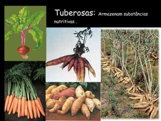 Tuberosas:   Armazenam substâncias nutritivas . 