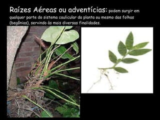 Raízes Aéreas ou adventícias:  podem surgir em qualquer parte do sistema caulicular da planta ou mesmo das folhas (begônias), servindo às mais diversas finalidades. 
