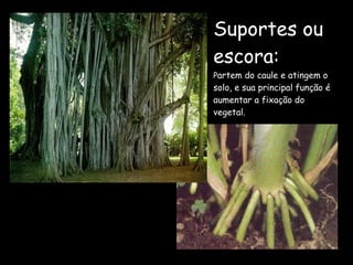 Suportes ou escora:   P artem do caule e atingem o solo, e sua principal função é aumentar a fixação do vegetal. 