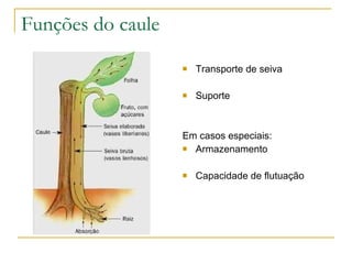 Funções do caule Transporte de seiva Suporte Em casos especiais: Armazenamento Capacidade de flutuação 