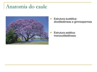 Anatomia do caule Estrutura eustélica: dicotiledôneas e gimnospermas  Estrutura astélica: monocotiledôneas 