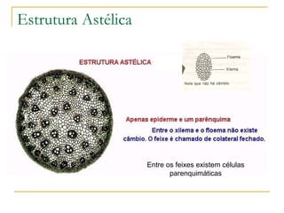 Estrutura Astélica Entre os feixes existem células parenquimáticas 