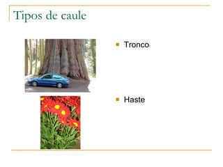 Tipos de caule Tronco Haste 