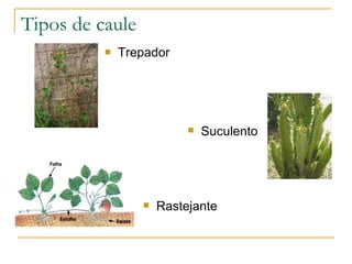 Tipos de caule Trepador Suculento Rastejante 
