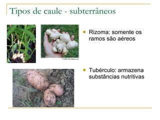 Tipos de caule - subterrâneos Rizoma: somente os ramos são aéreos Tubérculo: armazena substâncias nutritivas  
