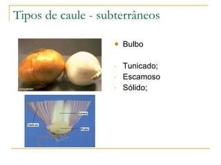 Tipos de caule - subterrâneos Bulbo Tunicado; Escamoso Sólido; 