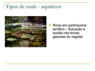 Tipos de caule - aquáticos Ricos em parênquima aerífero – flutuação e auxilia nas trocas gasosas do vegetal. 