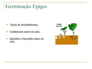 Germinação Epígea Típica de dicotiledôneas; Cotilédones saem do solo; Epicótilo e hipocótilo saem do solo. 