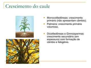 Crescimento do caule Monocotiledôneas: crescimento primário (não apresentam câmbio); Palmeira: crescimento primário volumoso. Dicotiledôneas e Gimnospermas: crescimento secundário (em espessura) com formação de câmbio e felogênio. 