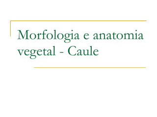 Morfologia e anatomia vegetal - Caule 
