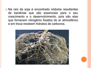  Na raiz da soja é encontrado nódulos resultantes
de bactérias que são essenciais para o seu
crescimento e o desenvolvimento, pois são elas
que fornecem nitrogênio fixados do ar atmosférico
e em troca recebem hidratos de carbonos.
 