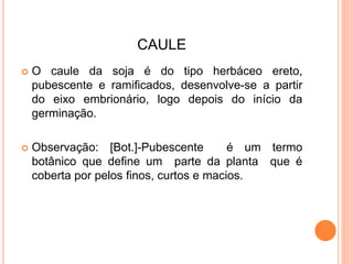 CAULE
 O caule da soja é do tipo herbáceo ereto,
pubescente e ramificados, desenvolve-se a partir
do eixo embrionário, logo depois do início da
germinação.
 Observação: [Bot.]-Pubescente é um termo
botânico que define um parte da planta que é
coberta por pelos finos, curtos e macios.
 