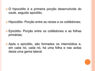  O hipocótilo é a primeira porção desenvolvida do
caule, seguido epicótilo;
 Hipocótilo- Porção entre as raízes e os cotilédones;
 Epicótilo- Porção entre os cotilédones e as folhas
primárias;
 Após o epicótilo, são formados os internóidios e,
em cada nó, cada nó, há uma folha e nas axilas
desta uma gema lateral.
 