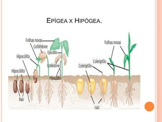 EPÍGEA X HIPÓGEA.
 