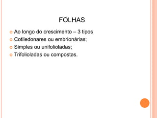 FOLHAS
 Ao longo do crescimento – 3 tipos
 Cotiledonares ou embrionárias;
 Simples ou unifolioladas;
 Trifolioladas ou compostas.
 