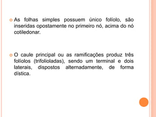  As folhas simples possuem único folíolo, são
inseridas opostamente no primeiro nó, acima do nó
cotiledonar.
 O caule principal ou as ramificações produz três
folíolos (trifolioladas), sendo um terminal e dois
laterais, dispostos alternadamente, de forma
dística.
 