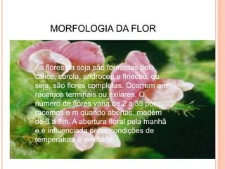 MORFOLOGIA DA FLOR
As flores da soja são formadas pelo
cálice, corola, androceu e fineceu, ou
seja, são flores completas. Ocorrem em
racemos terminais ou axilares. O
número de flores varia de 2 a 35 por
racemos e m quando abertas, medem
de 3 a 8m. A abertura floral pela manhã
e é influenciada pelas condições de
temperatura e umidade.
 