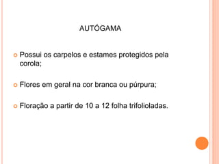 AUTÓGAMA
 Possui os carpelos e estames protegidos pela
corola;
 Flores em geral na cor branca ou púrpura;
 Floração a partir de 10 a 12 folha trifolioladas.
 