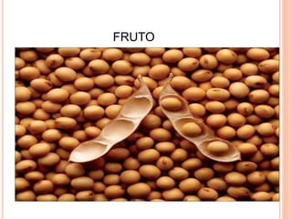 FRUTO
 