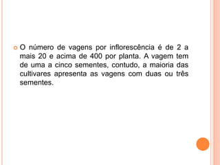  O número de vagens por inflorescência é de 2 a
mais 20 e acima de 400 por planta. A vagem tem
de uma a cinco sementes, contudo, a maioria das
cultivares apresenta as vagens com duas ou três
sementes.
 