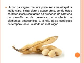 A cor da vagem madura pode ser amarelo-palha
muito claro, cinza-claro a quase preto, sendo estas
características resultantes da presença de caroteno
ou xantofila e da presença ou ausência de
pigmentos antociânicos e, ainda, pelas condições
de temperatura e umidade na maturação.
 