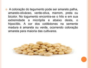  A coloração do tegumento pode ser amarelo palha,
amarelo-oliváceo, verde-oliva, marrom, preta ou
bicolor. No togumento encontra-se o hilo e em sua
extremidade a micrópila e abaixo desta, o
hipocítilo. A cor dos cotilédones na semente
madura é amarela ou verde, ocorrendo coloração
amarela para maioria das cultivares.
 