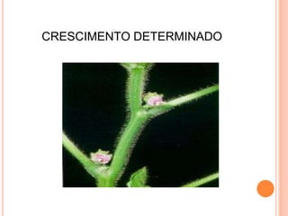 CRESCIMENTO DETERMINADO
 