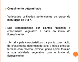  Crescimento determinado
 Variedades cultivadas pertencentes ao grupo de
maturação de V a X.
 São características por plantas finalizam o
crescimento vegetativo a partir do início do
florescimento.
 As principais características da planta com hábito
de crescimento determinado são: a haste principal
termina com rácemo terminal; gema apical termina
a sua atividade vegetativa com o início do
florescimento;
 