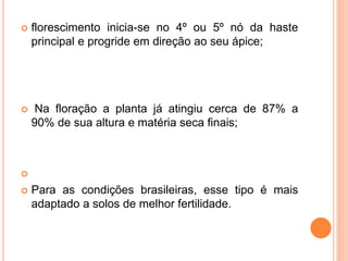  florescimento inicia-se no 4º ou 5º nó da haste
principal e progride em direção ao seu ápice;
 Na floração a planta já atingiu cerca de 87% a
90% de sua altura e matéria seca finais;

 Para as condições brasileiras, esse tipo é mais
adaptado a solos de melhor fertilidade.
 