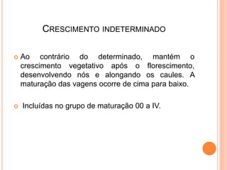CRESCIMENTO INDETERMINADO
 Ao contrário do determinado, mantém o
crescimento vegetativo após o florescimento,
desenvolvendo nós e alongando os caules. A
maturação das vagens ocorre de cima para baixo.
 Incluídas no grupo de maturação 00 a IV.
 