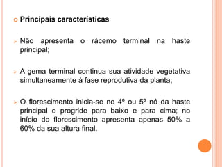  Principais características
 Não apresenta o rácemo terminal na haste
principal;
 A gema terminal continua sua atividade vegetativa
simultaneamente à fase reprodutiva da planta;
 O florescimento inicia-se no 4º ou 5º nó da haste
principal e progride para baixo e para cima; no
início do florescimento apresenta apenas 50% a
60% da sua altura final.
 
