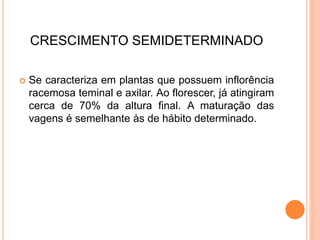 CRESCIMENTO SEMIDETERMINADO
 Se caracteriza em plantas que possuem inflorência
racemosa teminal e axilar. Ao florescer, já atingiram
cerca de 70% da altura final. A maturação das
vagens é semelhante às de hábito determinado.
 