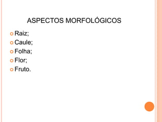 ASPECTOS MORFOLÓGICOS
 Raiz;
 Caule;
 Folha;
 Flor;
 Fruto.
 