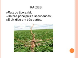 RAIZES
oRaiz do tipo axial;
oRaízes principais e secundárias;
oÉ dividido em três partes.
 