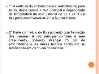  1° A radícula do embrião cresce verticalmente para
baixo, desta cresce a raiz principal e dependendo
da temperatura do solo ( média de 22 a 27 °C) a
raiz pode desenvolver-se 2,5 a 5,0 cm diários.
 2° Parte com início do florescimento com formação
das vargens. A raiz principal contínua e sem
crescimento, podendo alcançar 75 cm de
profundidade e as raízes laterais continuam se
ramificando até os 15 cm da raiz axial.
 