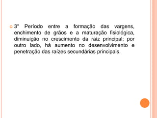  3° Período entre a formação das vargens,
enchimento de grãos e a maturação fisiológica,
diminuição no crescimento da raiz principal; por
outro lado, há aumento no desenvolvimento e
penetração das raízes secundárias principais.
 