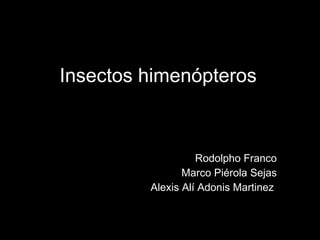 Rodolpho Franco Marco Piérola Sejas Alexis Alí Adonis Martinez  Insectos himenópteros  