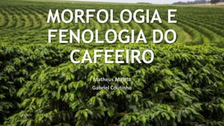 MORFOLOGIA E
FENOLOGIA DO
CAFEEIRO
Matheus Majela
Gabriel Coutinho
 