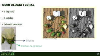 10
• 5 Sépalas;
• 5 pétalas;
• Brácteas dentadas.
MORFOLOGIA FLORAL
Fonte: Elevagro, 2017.
Fonte: Saul Carvalho, 2018.
 