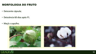 11
• Deiscente cápsula;
• Deiscência 60 dias após F1;
• Maçã x capulho.
MORFOLOGIA DO FRUTO
Fonte: Saul Carvalho, 2018.
 
