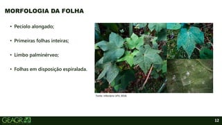 12
• Pecíolo alongado;
• Primeiras folhas inteiras;
• Limbo palminérveo;
• Folhas em disposição espiralada.
MORFOLOGIA DA FOLHA
Fonte: Infectário UFV, 2018.
 